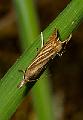 Årenbbmott (Chrysoteuchia culmella)